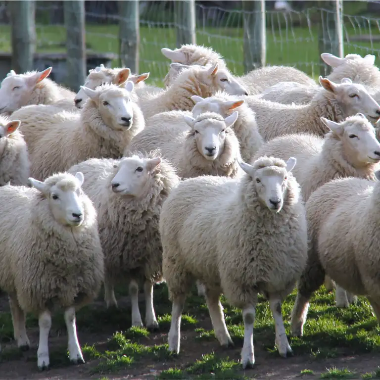 Bedevaart (hadj) en Offeren